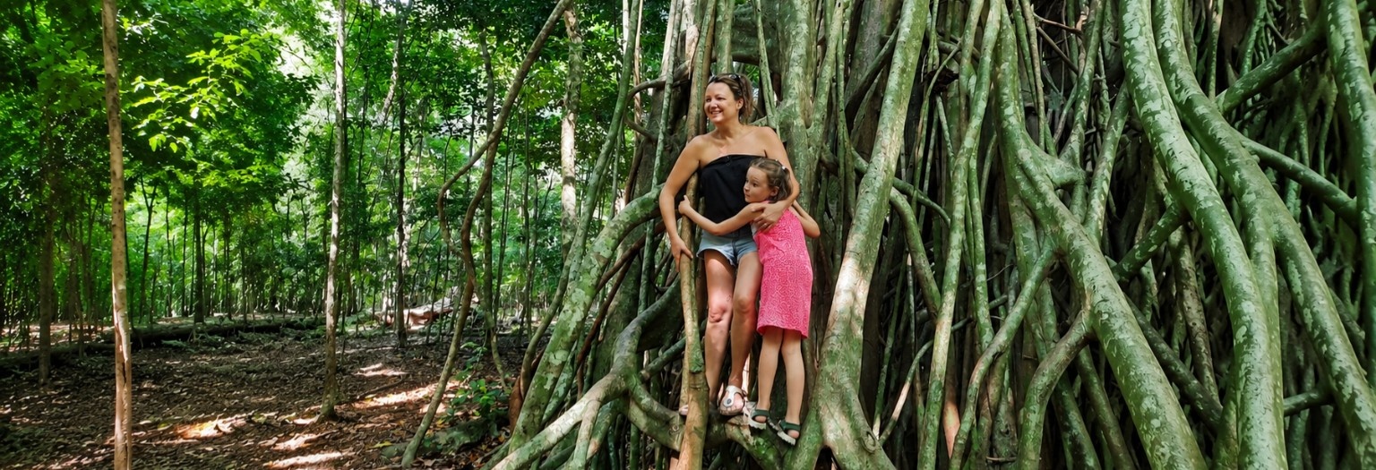 Tourists at the giant banyan tree in Pulau Peucang, Ujung Kulon National Park, Banten, Indonesia